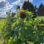 tall reddish sunflowers on farmland, bright fluffy clouds in Swedish summer sky
