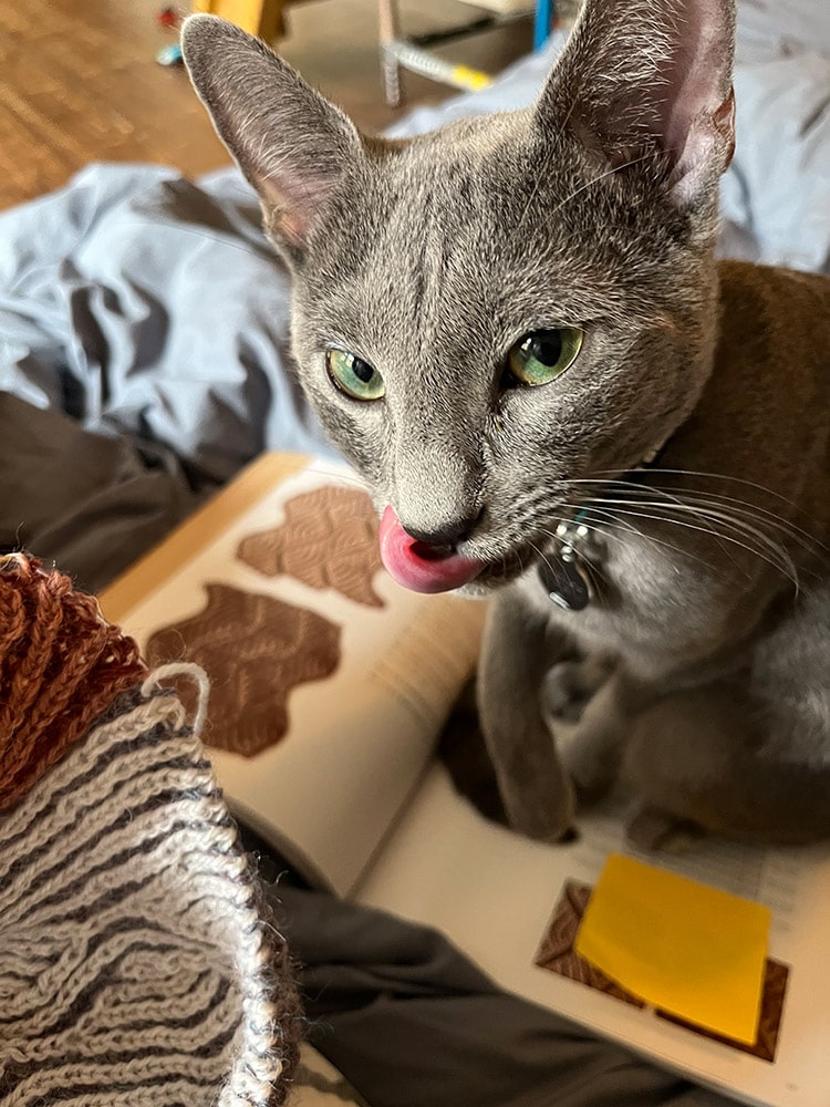 Russian blue cat sitting on knitting book